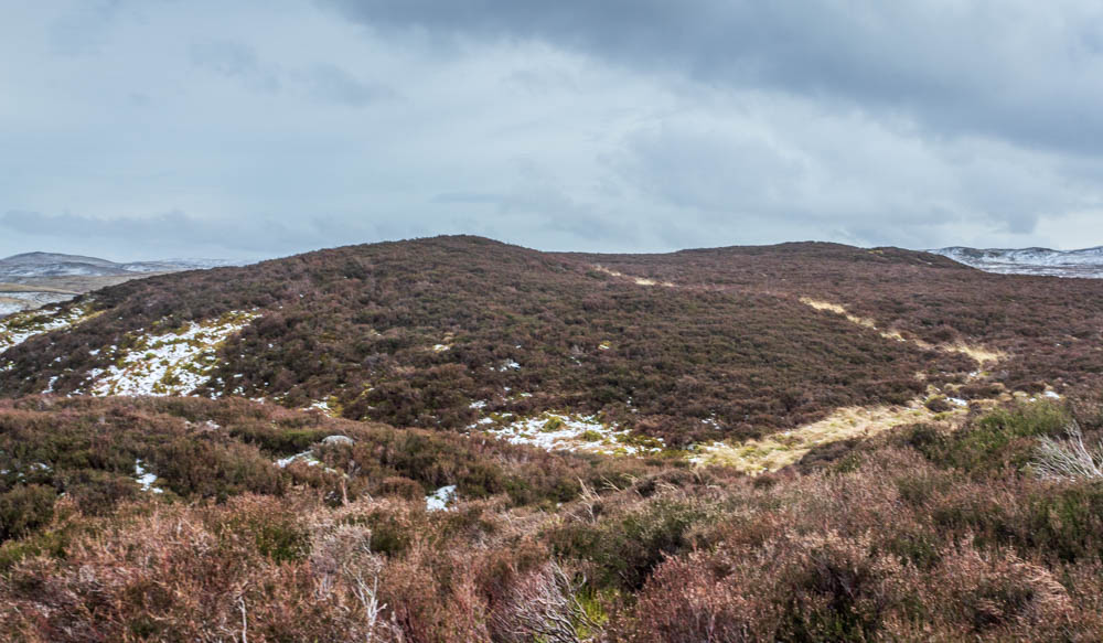 Naddle Low Forest Naddle Low Forest